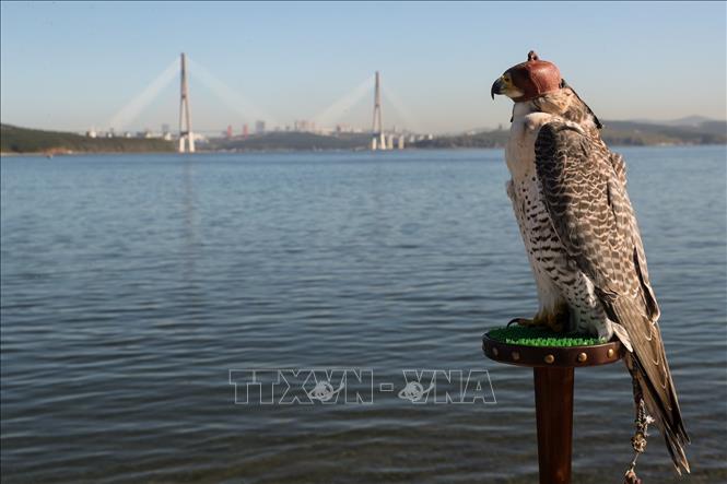 Một chú chim ưng tại Diễn đàn quốc tế 