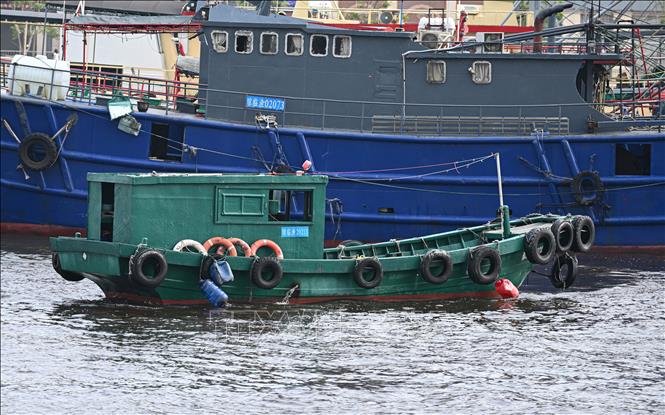 Tàu cá neo đậu tránh bão Yagi tại cảng ở Hải Khẩu, tỉnh Hải Nam, Trung Quốc, ngày 4/9/2024. Ảnh: THX/TTXVN