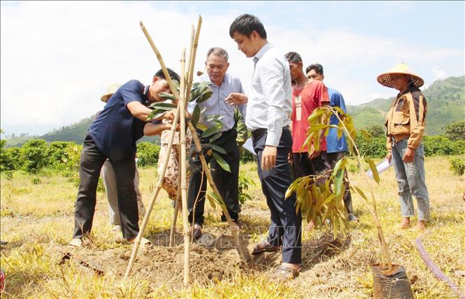 Đảng ủy Khối Các cơ quan và doanh nghiệp tỉnh Đắk Lắk tặng cây giống cho nhân dân buôn kết nghĩa Liêng Krắk, xã Krông Nô, huyện Lắk. Ảnh: Hoài Thu – TTXVN