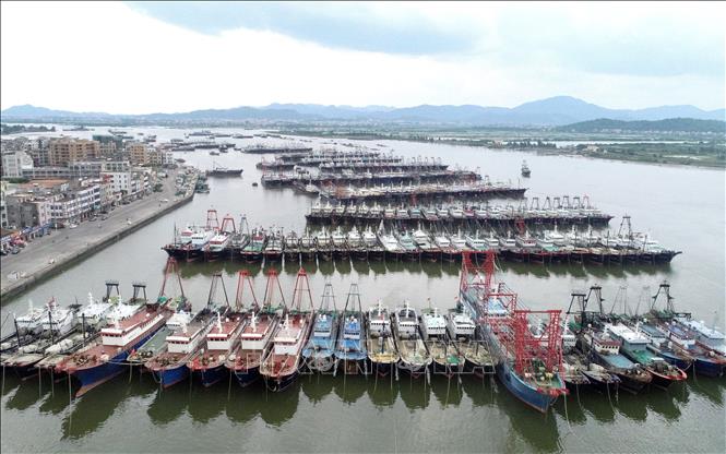 Trưa 5/9/2024, cơ quan quản lý thiên tai tỉnh đảo Hải Nam, miền Nam Trung Quốc, đã ban hành ứng phó khẩn cấp cấp độ cao nhất đối với siêu bão Yagi đang đổ bộ vào khu vực này. Cơn bão dự kiến đổ bộ đất liền vào chiều 6/9 ở khu vực gần thành phố Văn Xương ở Hải Nam và huyện Từ Văn ở tỉnh Quảng Đông. Ảnh: Tàu thuyền neo đậu tránh bão Yagi tại tỉnh Quảng Đông, Trung Quốc. THX/TTXVN