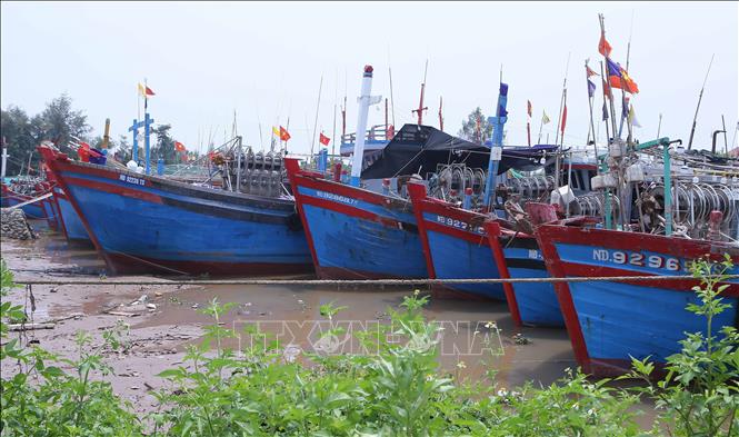 Tàu thuyền đậu tại Cảng cá Ninh Cơ, thị trấn Thịnh Long (Hải Hậu) để tránh bão số 3. Ảnh: Công Luật - TTXVN