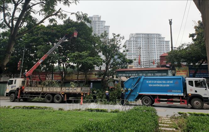 Chủ động cắt tỉa cây xanh phòng chống bão trên đường Tân Xuân, phường Đông Ngạc, quận Bắc Từ Liêm. Ảnh: Nguyễn Thắng - TTXVN