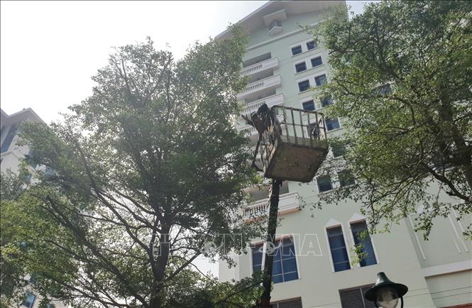 Chủ động cắt tỉa cây xanh phòng chống bão trên đường Đào Tấn. Ảnh: Nguyễn Thắng - TTXVN