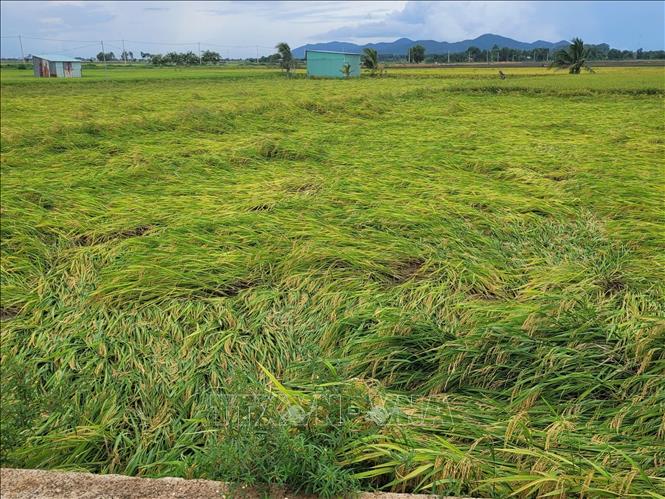 Ruộng lúa bị đổ rạp tại xã Long Phước, thành phố Bà Rịa. Ảnh: Hoàng Nhị - TTXVN