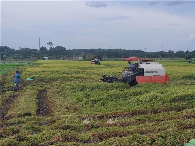 Nông dân xã Long Phước, thành phố Bà Rịa phải thu hoạch lúa Hè Thu khi vừa chín tới do lúa bị đổ rạp hàng loạt. Ảnh: Hoàng Nhị - TTXVN