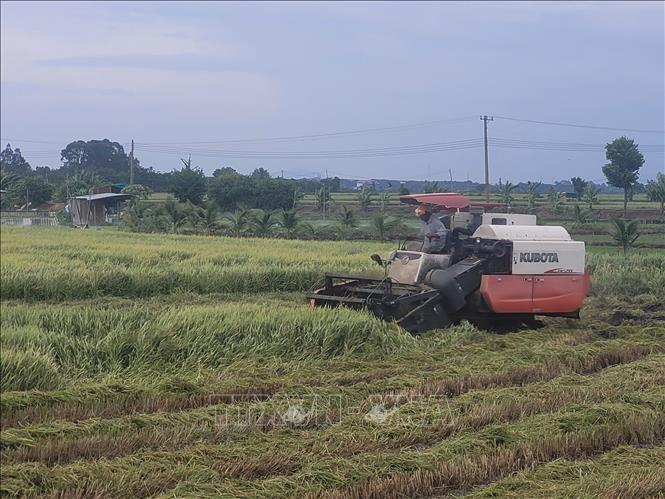 Nông dân tại xã Long Phước, thành phố Bà Rịa thu hoạch lúa Hè Thu. Ảnh: Hoàng Nhị - TTXVN./.