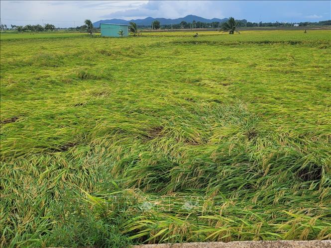 Ruộng lúa ở cánh đồng xã An Nhứt, huyện Long Điền bị đổ do ảnh hưởng của mưa lớn. Ảnh: Hoàng Nhị - TTXVN./.