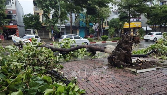 Cây xanh đổ ngổn ngang trên đường Kinh Dương Vương, thành phố Bắc Ninh. Ảnh: Thanh Thương- TTXVN