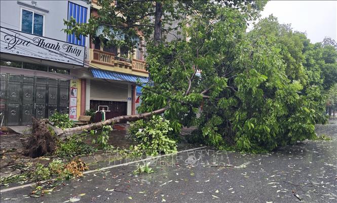 Cây đổ tại đường Âu Cơ, thành phố Bắc Ninh. Ảnh: Thanh Thương- TTXVN
