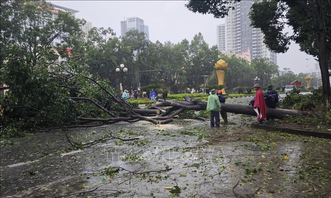 Các lực lượng chức năng có mặt tại hiện trường để cưa, thu dọn cây đổ ở đường Lý Thái Tổ, thành phố Bắc Ninh. Ảnh: Thanh Thương- TTXVN