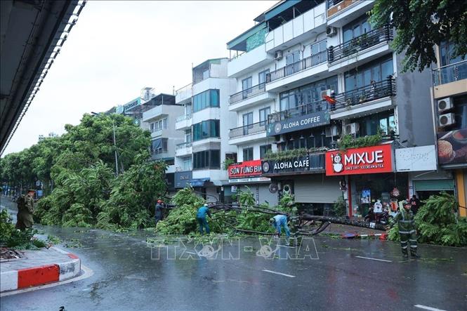 Numerous trees on Hanoi's streets are uprooted. VNA Photo