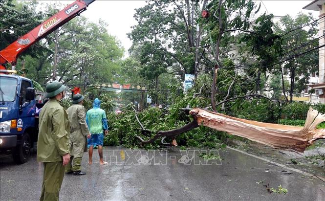 Lực lượng chức năng dọn dẹp cây đổ tại thành phố Lạng Sơn để đảm bảo an toàn lưu thông. Ảnh: Văn Đạt - TTXVN