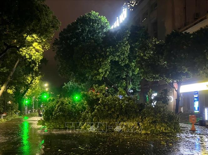 Cây to trước cửa Bưu điện Hà Nội trên phố Đinh Tiên Hoàng, quận Hoàn Kiếm bị đổ (ảnh chụp lúc 22h05). Ảnh: Phạm Kiên-TTXVN