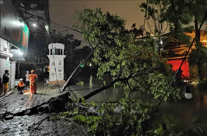 Cây gãy đổ đè lên đường dây điện được nhân viên điện lực kịp thời khắc phục. Ảnh: Thanh Tùng - TTXVN