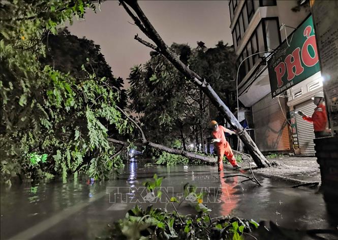 Cây gãy đổ đè lên đường dây điện được nhân viên điện lực kịp thời khắc phục. Ảnh: Thanh Tùng - TTXVN