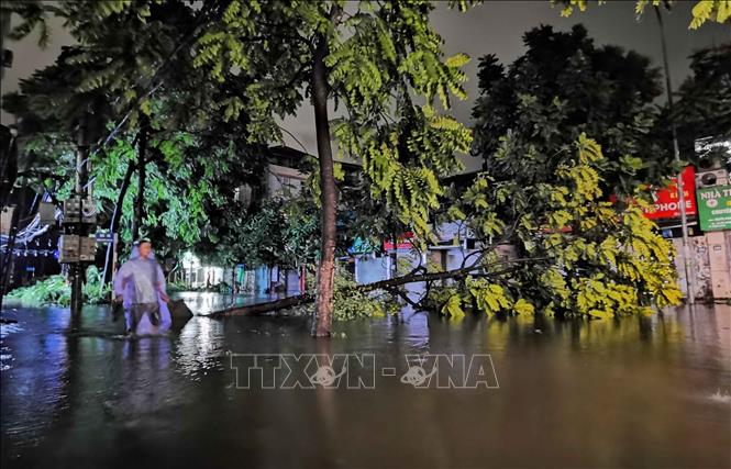 Hai hàng cây bên đường đổ la liệt. Ảnh: Thanh Tùng - TTXVN 