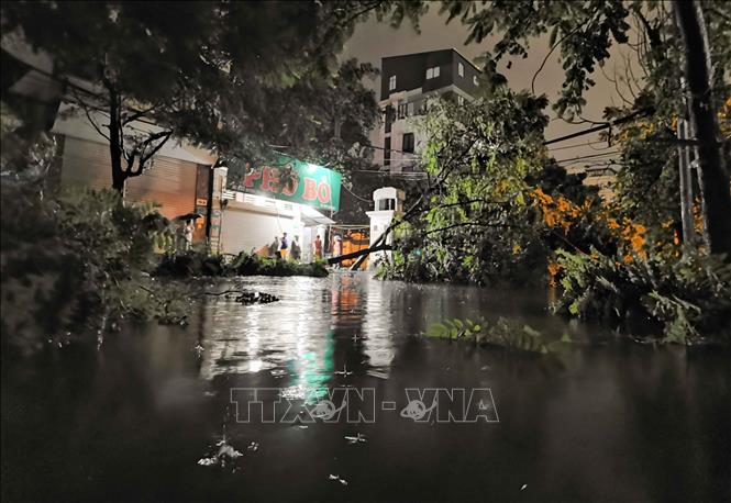 Hai hàng cây bên đường đổ la liệt. Ảnh: Thanh Tùng - TTXVN 
