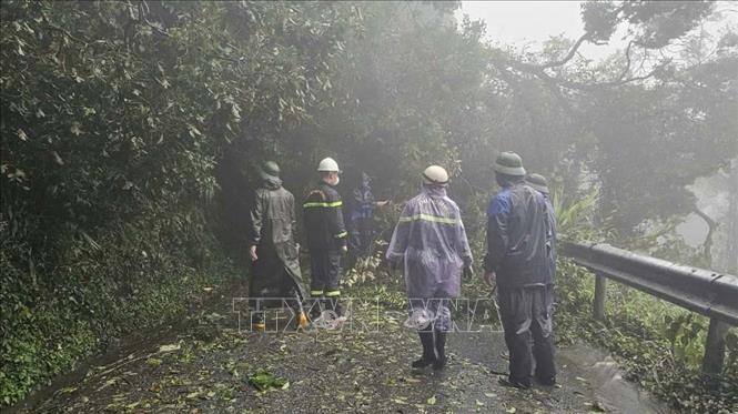 Cây đổ chắn ngang đường lên khu du lịch Tam Đảo gây ùn tắc, nguy hiểm cho người và phương tiện tham gia giao thông. Ảnh: Nguyễn Thảo - TTXVN

