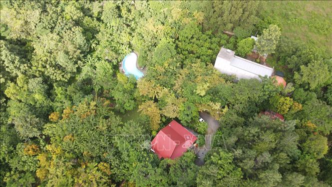 Hiện nay, hơn 95% diện tích của Suối Rao Ecolodge được bao phủ bởi hơn 1 triệu cây xanh đã được định danh với khoảng 700 loài. Trong đó có 18 loài cây gỗ quý hiếm của Bà Rịa-Vũng Tàu như: cẩm lai, chiêu liêu, giáng hương huyết, gõ đỏ, gõ mật, sến mù, lát hoa, vên vên, sưa đỏ, cẩm liên, thàn mát cánh. Ảnh: Huỳnh Sơn-TTXVN