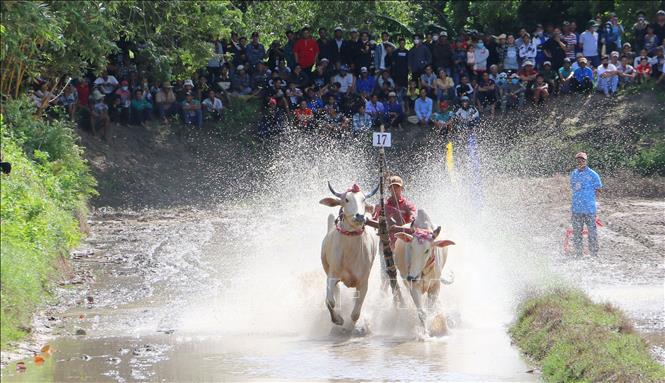 A pair of bulls race to the finish line at the festival. VNA Photo: Công Mạo