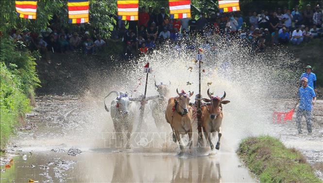 Two pairs of bulls compete at the racing festival. VNA Photo: Công Mạo 