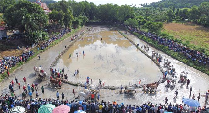 A view of the 10th Chua Ro ox racing festival in Tri Ton district and Tinh Bien township. VNA Photo: Công Mạo