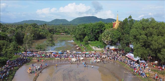 The 10th Chua Ro ox racing festival features 24 outstanding pairs of bulls in Tri Ton district and Tinh Bien township. VNA Photo: Công Mạo