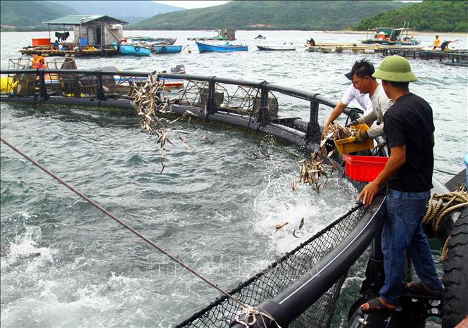 Người dân thả thức ăn chủ yếu là các loại cá biển tươi (cá nục, cá cơm,...) để nuôi cá bớp trên biển trong lồng bè nhựa HDPE. Ảnh: Tá Chuyên - TTXVN