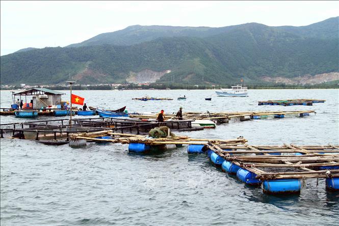 Mô hình nuôi cá biển bằng lồng nhựa HDPE tại vùng biển xã Quảng Đông, huyện Quảng Trạch (Quảng Bình). Ảnh: Tá Chuyên - TTXVN