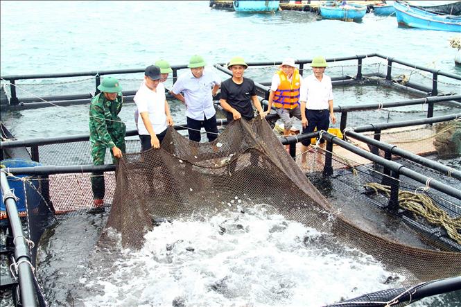 Mỗi lồng nuôi được thả 240 con cá giống, sau gần 6 tháng đã cho thu hoạch với trọng lượng trung bình 5kg/con. Ảnh: Tá Chuyên - TTXVN