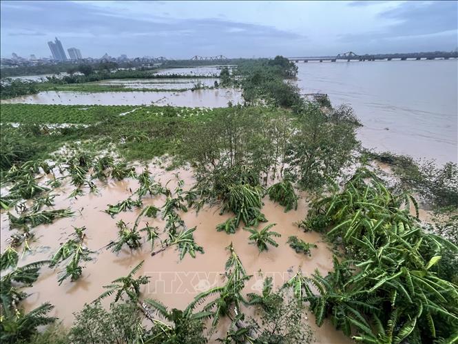 The Red River water level rises rapidly, flooding areas along the riverbanks. VNA Photo