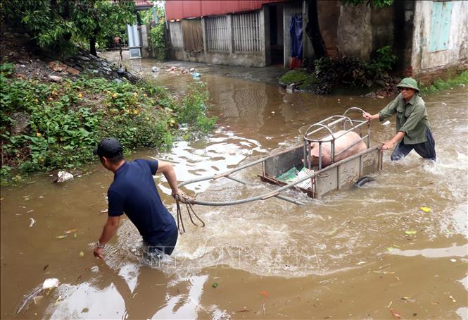 Local people in Hung Yen city of Hung Yen province remove their properties to safe places. VNA Photo