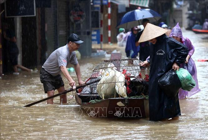 Cảnh tượng hiếm thấy: gà vịt được ưu tiên đi thuyền, còn người phải lội nước bì bõm trên phố Thanh Yên, phường Phúc Tân, quận Hoàn KIếm  (ảnh chụp lúc 14g05 ngày 11/9). Ảnh: An Đăng-TTXVN