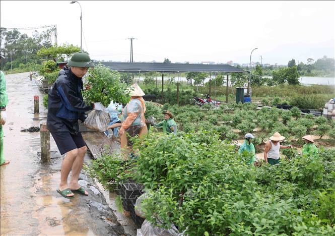 Người dân thôn Liệp Mai, xã Ngọc Liệp, huyện Quốc Oai vận chuyển diện tích cây hoa của gia đình đến vị trí an toàn. Ảnh: Vũ Sinh - TTXVN