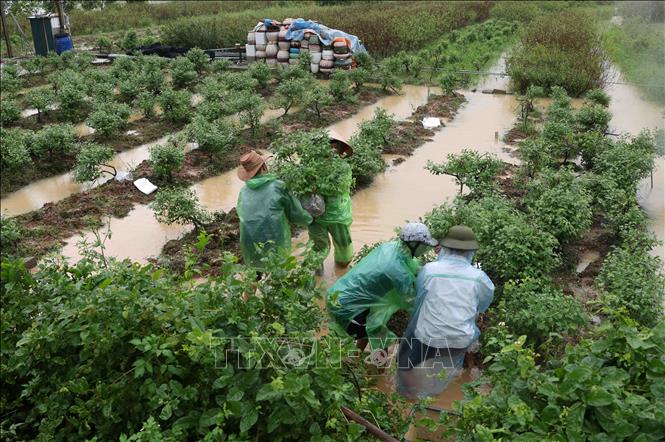Người dân ở thôn Liệp Mai, xã Ngọc Liệp, huyện Quốc Oai vận chuyển diện tích cây hoa của gia đình đến vị trí an toàn. Ảnh: Vũ Sinh - TTXVN
