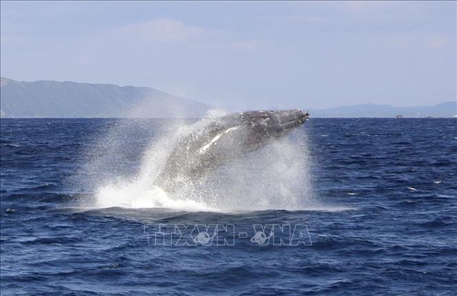 (Tư liệu) Cá voi ở vùng biển ngoài khơi đảo Amami-Oshima, tỉnh Kagoshima, Nhật Bản. Ảnh: Kyodo/TTXVN