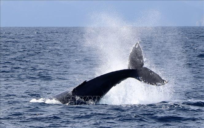 (Tư liệu) Cá voi ở vùng biển ngoài khơi đảo Amami-Oshima, tỉnh Kagoshima, Nhật Bản. Ảnh: Kyodo/TTXVN