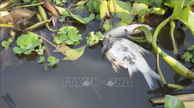 Nguồn nước trên rạch Tây Ninh bị ô nhiễm khiến cho cá chết hàng loạt. Ảnh: Minh Phú - TTXVN