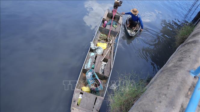 Người dân dùng ghe vớt cá bị chết tại Rạch Tây Ninh. Ảnh: Minh Phú - TTXVN 