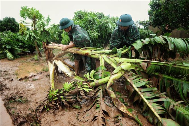 Cán bộ, chiến sĩ Sư đoàn 325 giúp dân vận dọn dẹp vườn cây tại thôn Khả Lã, xã Tân Lập,huyện  Lục Ngạn do bão gây thiệt hại. Ảnh: Danh Lam - TTXVN