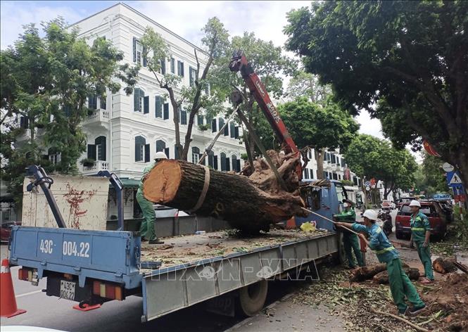 Công nhân Công ty Công viên - Cây xanh Đà Nẵng thu gọn cây lớn bị gãy đổ trên phố Ngô Quyền, quận Hoàn Kiếm. Ảnh: Phạm Hậu - TTXVN
