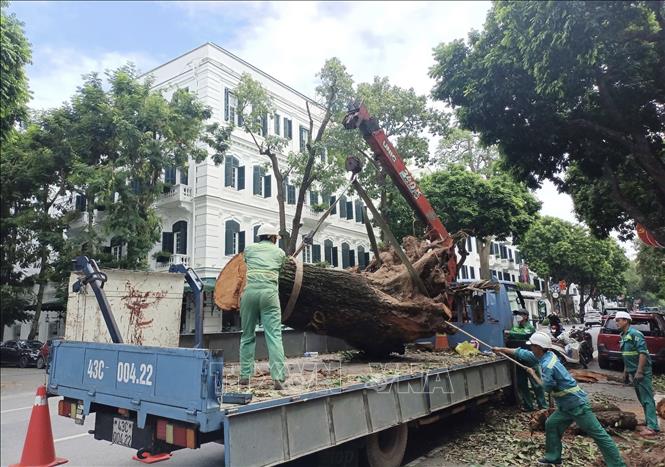 Công nhân Công ty Công viên - Cây xanh Đà Nẵng thu gọn cây lớn bị gãy đổ trên phố Ngô Quyền, quận Hoàn Kiếm. Ảnh: Phạm Hậu - TTXVN