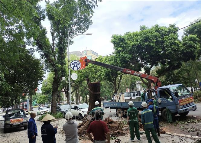 Công nhân Công ty Công viên - Cây xanh Đà Nẵng thu gọn cây lớn bị gãy đổ trên phố Ngô Quyền, quận Hoàn Kiếm. Ảnh: Phạm Hậu - TTXVN