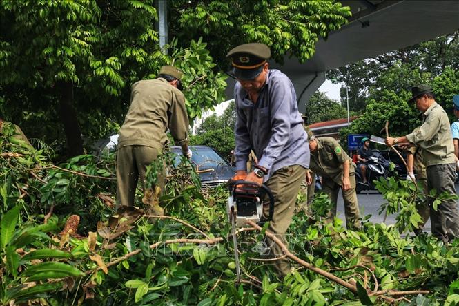 Thu dọn, cắt tỉa cây xanh bị gãy, đổ trên đường Trường Chinh. Ảnh: Tuấn Anh - TTXVN