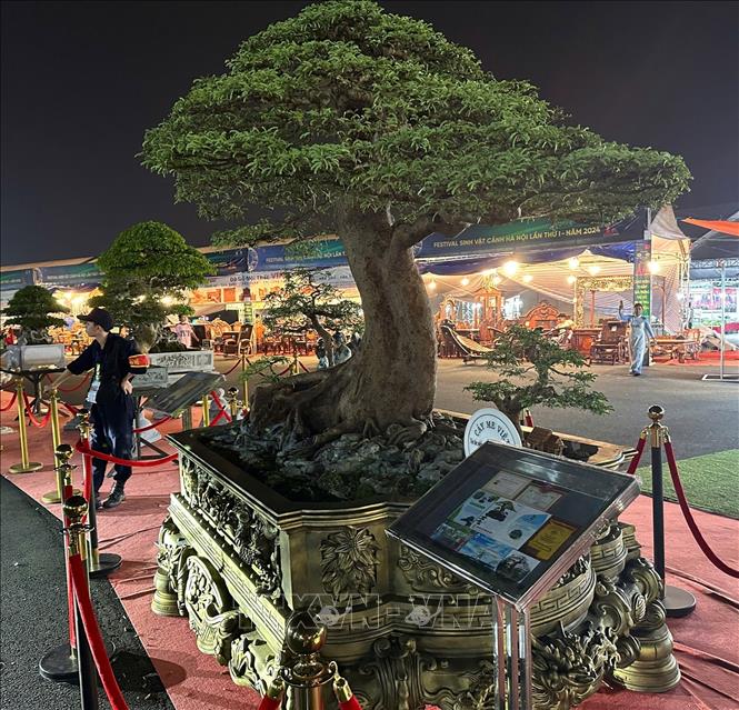 Cây cảnh được trưng bày tại Festival. Ảnh: Phương Anh-TTXVN 