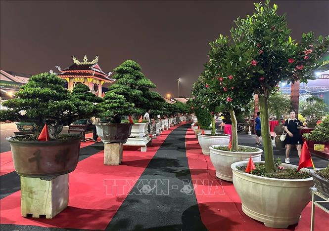Cây cảnh được trưng bày tại Festival. Ảnh: Phương Anh-TTXVN 