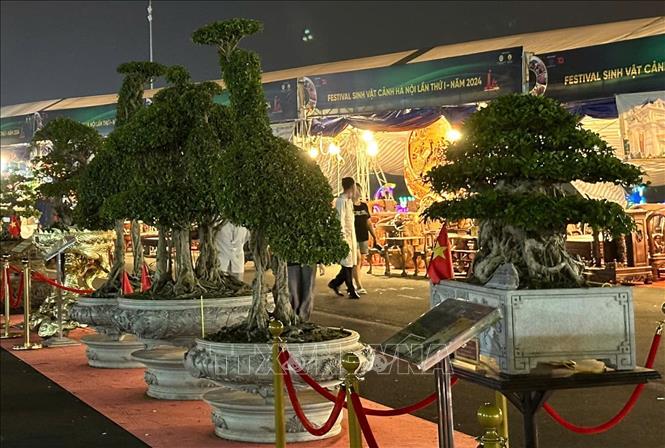 Cây cảnh được trưng bày tại Festival. Ảnh: Phương Anh-TTXVN 