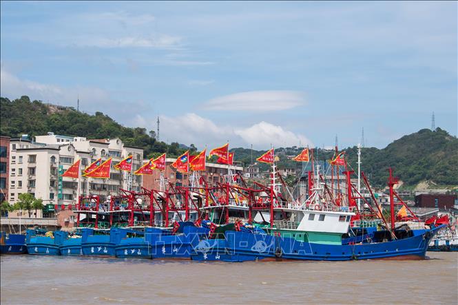 Tàu cá neo đậu tránh bão Bebinca tại cảng ở Chiết Giang, Trung Quốc, ngày 15/9/2024. Ảnh: THX/TTXVN