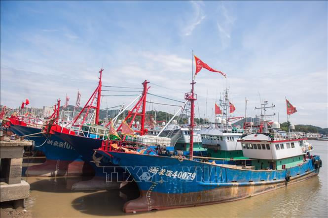 Tàu cá neo đậu tránh bão Bebinca tại cảng ở Chiết Giang, Trung Quốc, ngày 15/9/2024. Ảnh: THX/TTXVN