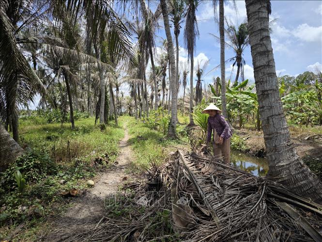 Bà Huỳnh Thị Bường, ấp Hòa Bình, xã Mỹ Hòa, huyện Ba Tri (Bến Tre) thu gom lá dừa bị sâu gây hại tại vườn dừa. Ảnh: Huỳnh Phúc Hậu - TTXVN
